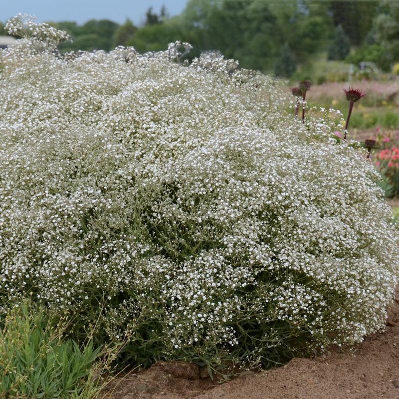 Gypsophila x ESM Chispa
