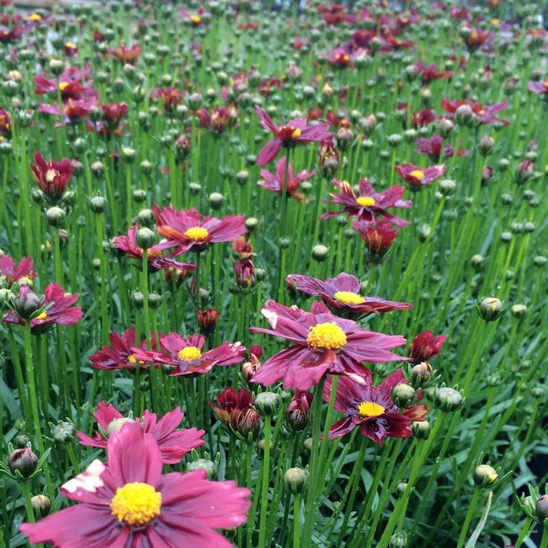 Coreopsis x Li'l Bang™ Red Elf