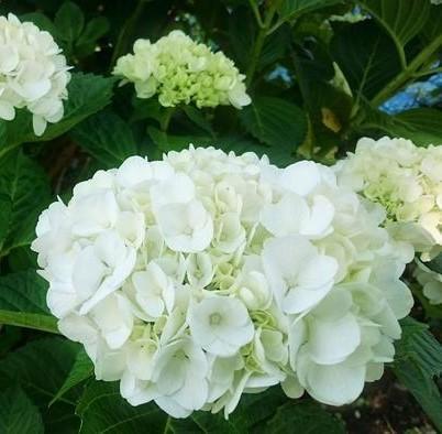 Hydrangea macrophylla Everlasting® Hortmabrid