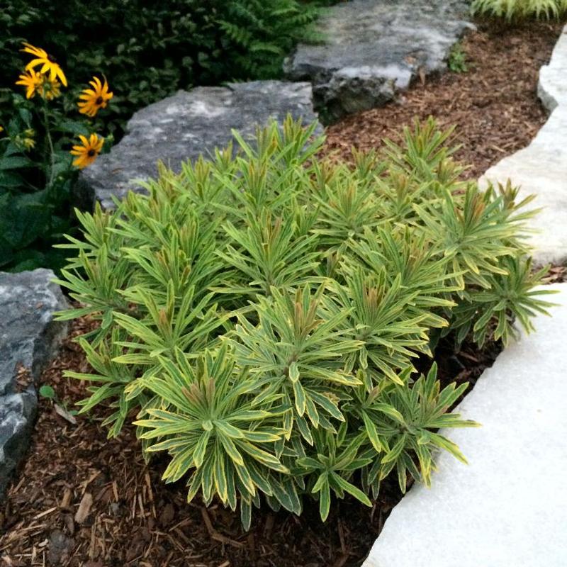 Euphorbia martinii Ascot Rainbow