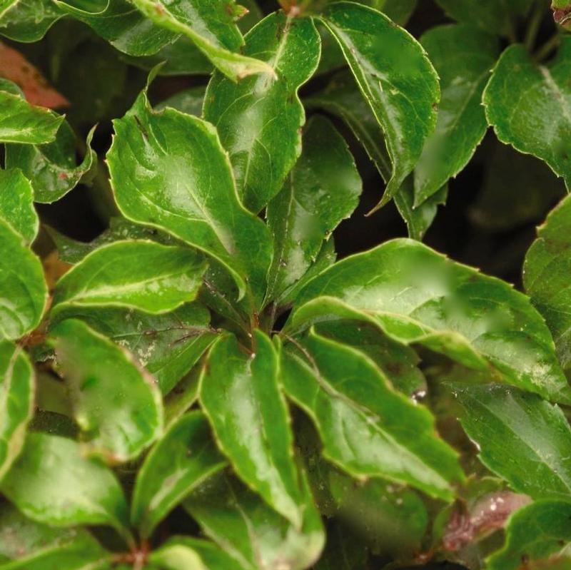 Parthenocissus quinquefolia Engelmannii