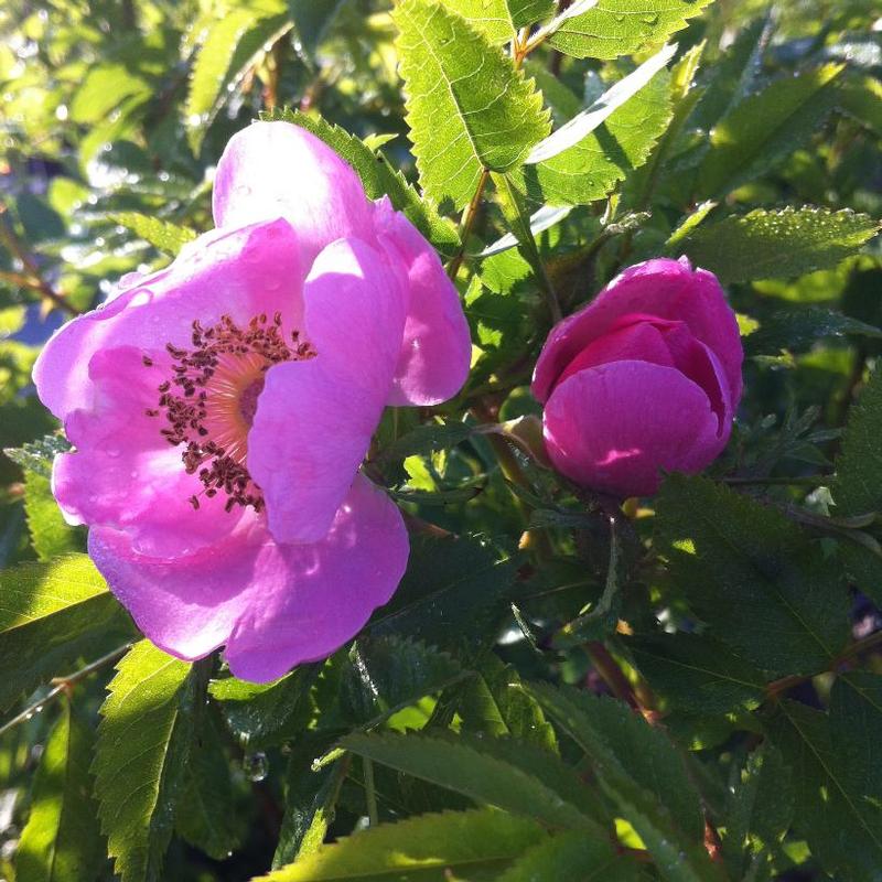 Rosa carolina 