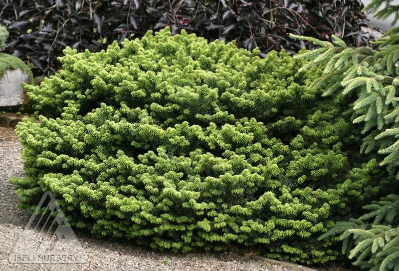 Abies balsamea Nana