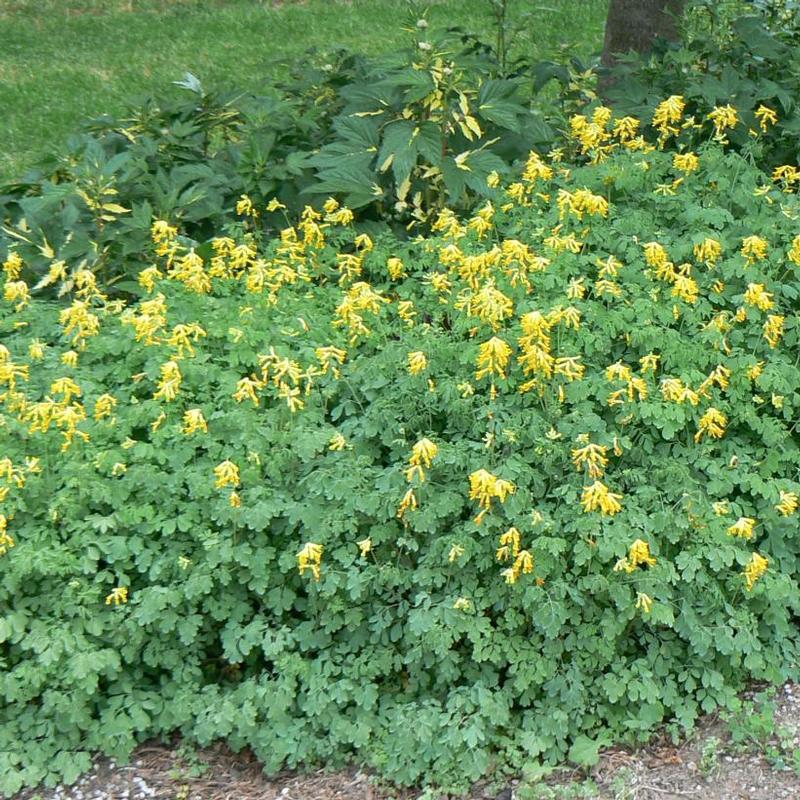 Corydalis lutea 