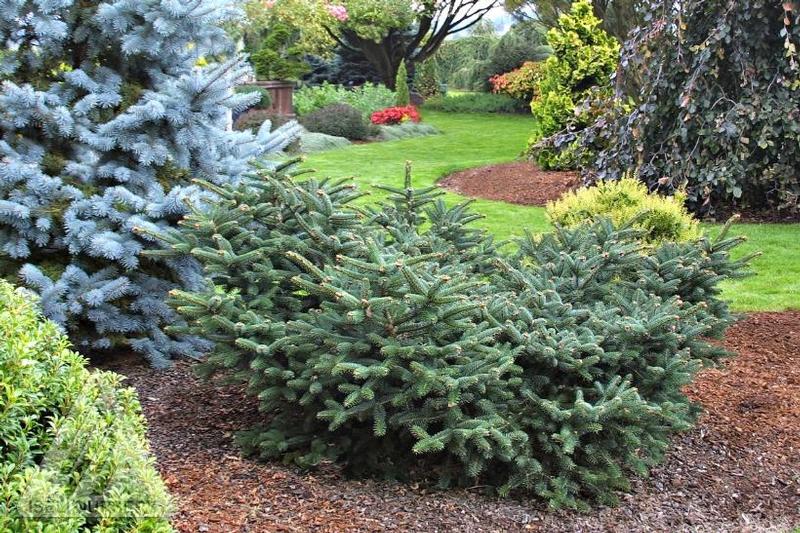 Abies cephalonica Meyer's Dwarf