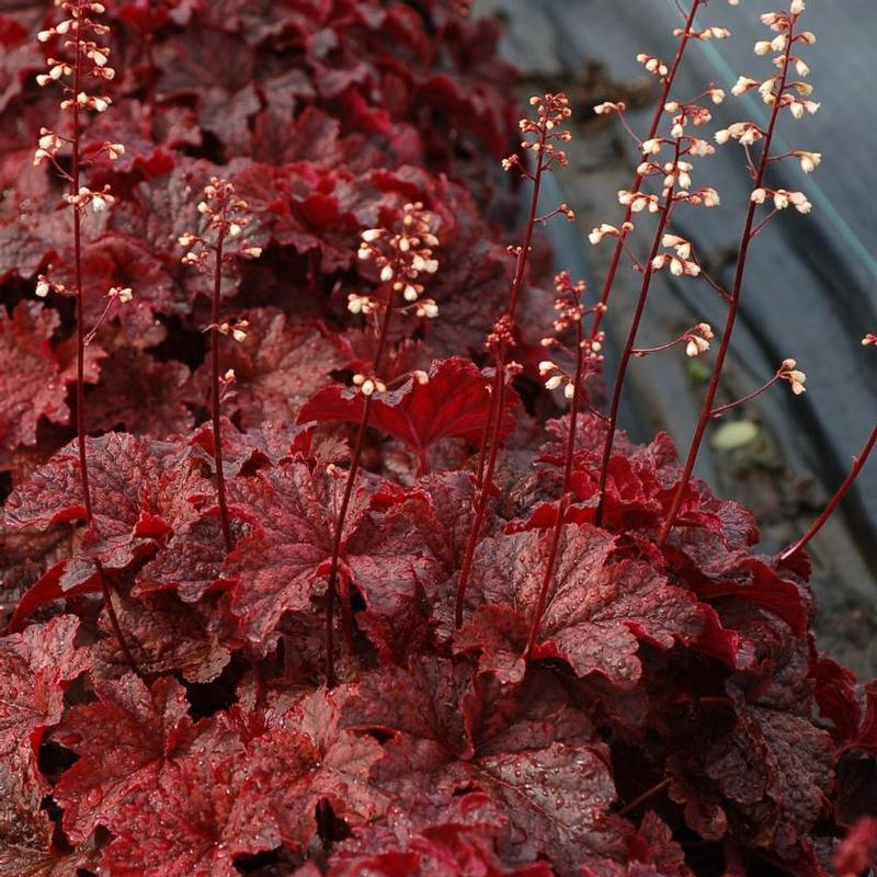 Heuchera x Cajun Fire