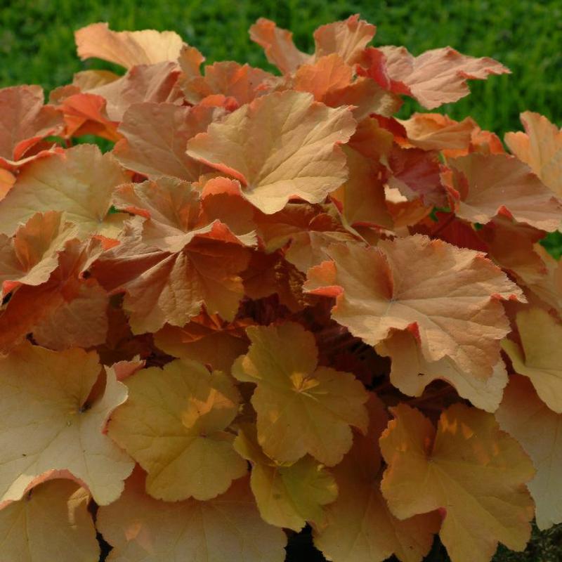 Heuchera villosa Caramel