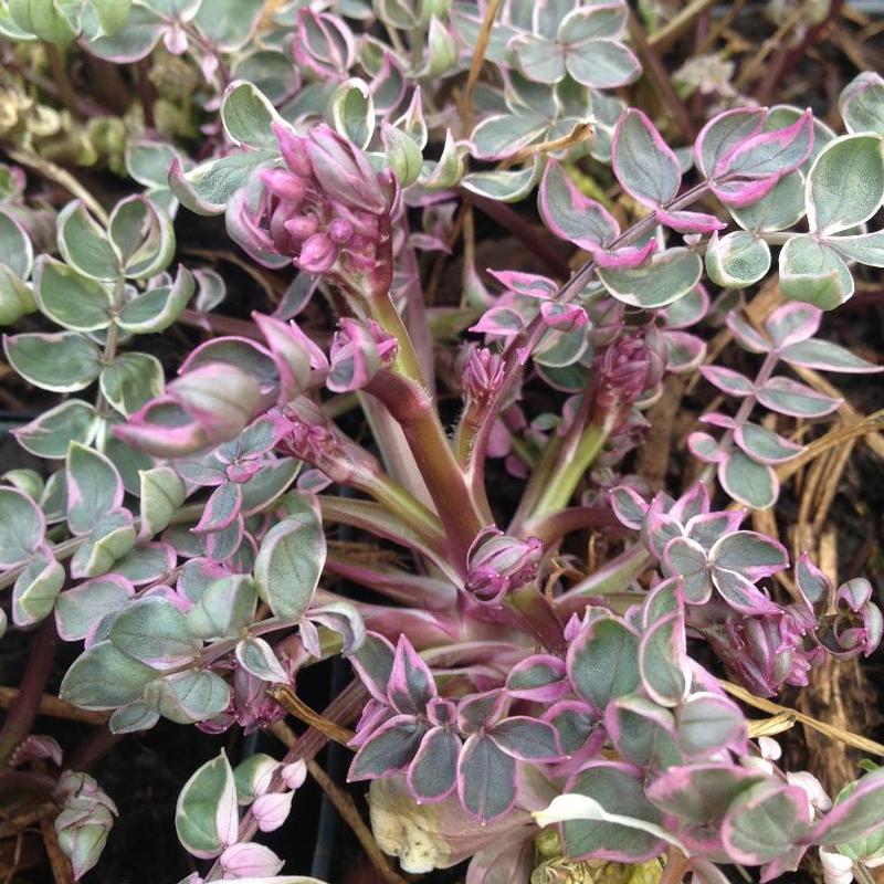 Polemonium reptans Touch of Class