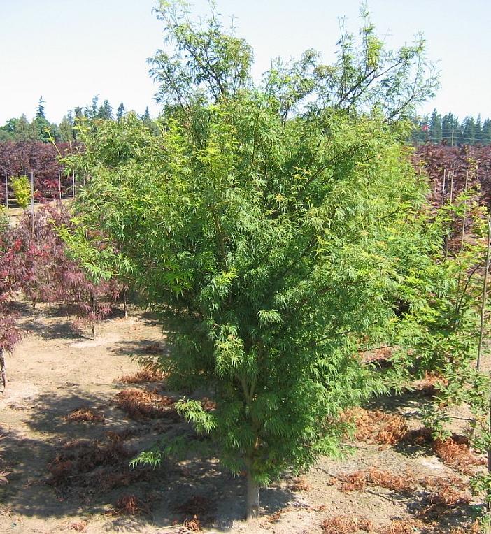 Acer palmatum dissectum Seiryu
