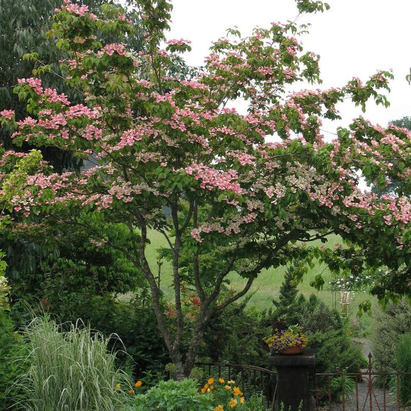 Cornus kousa Satomi Satomi Flowering Dogwood from Antheia Gardens
