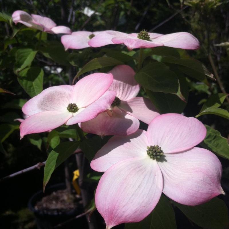 Cornus x Stellar Rutgan