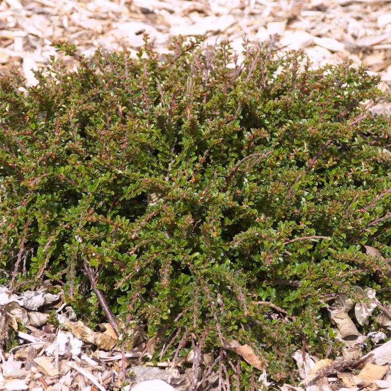 Cotoneaster apiculatus Tom Thumb