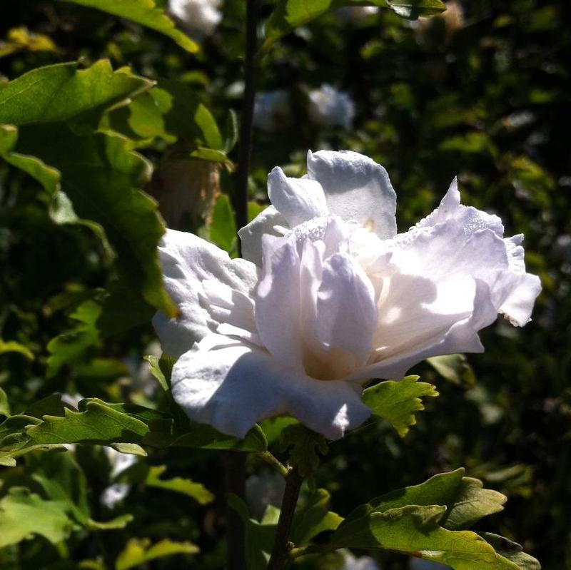 Hibiscus syriacus Jeanne de Arc