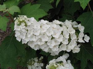 Hydrangea quercifolia Alice