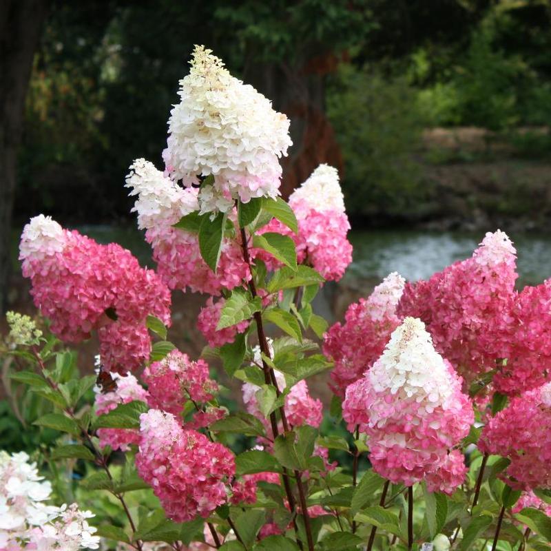 Hydrangea paniculata First Editions® Renhy