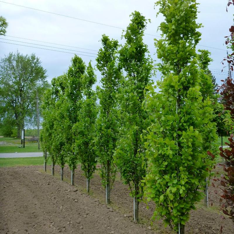 Fagus sylvatica Dawyck Green