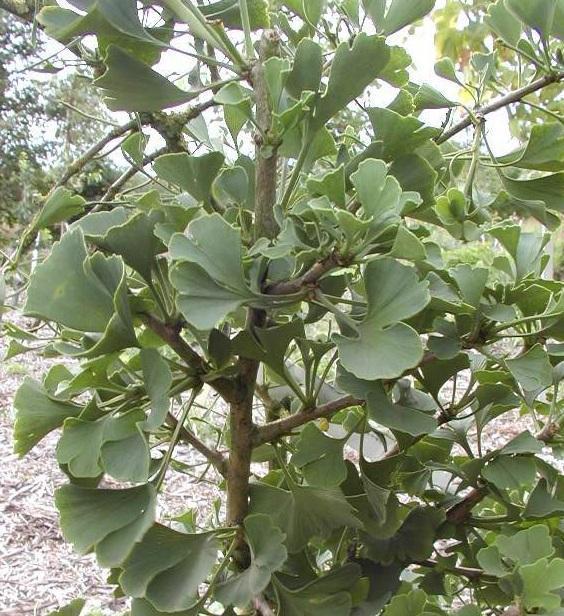 Ginkgo biloba Umbrella