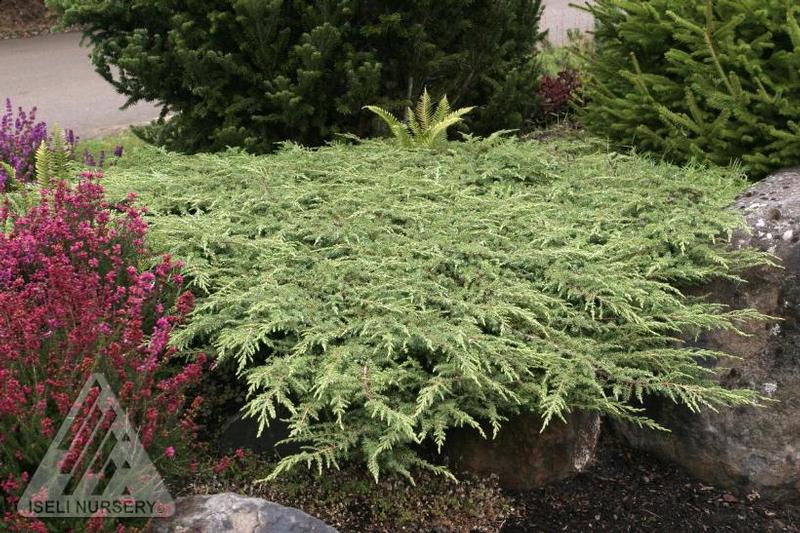 Juniperus communis Green Carpet