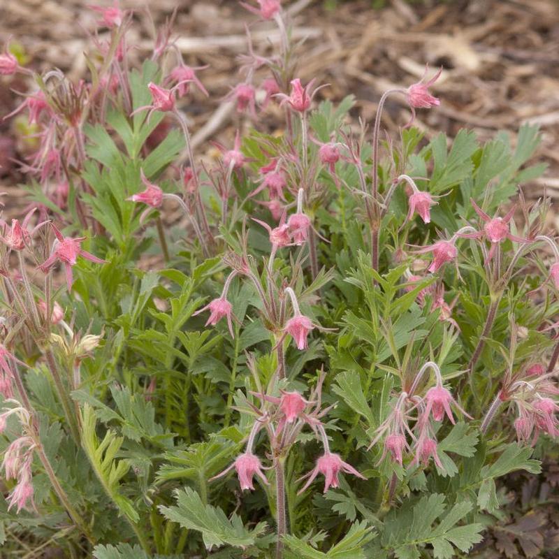 Geum triflorum 