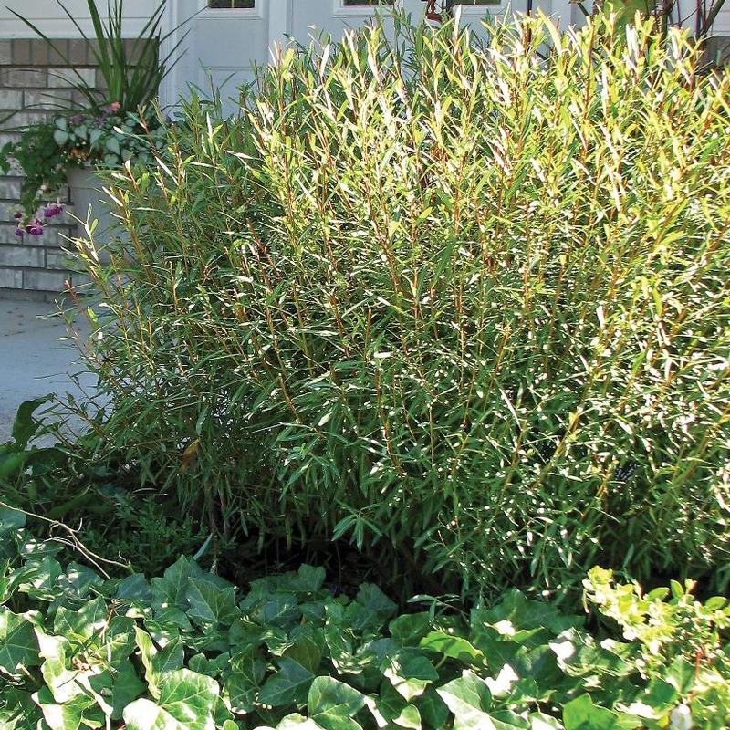 Salix purpurea Nana