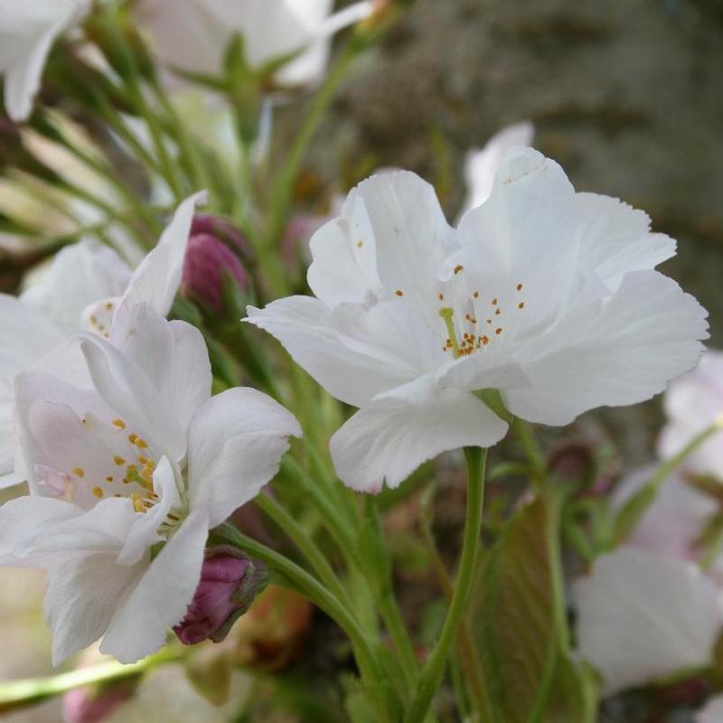 Prunus serrulata Amanogawa