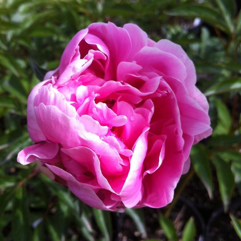 Paeonia Sarah Bernhardt