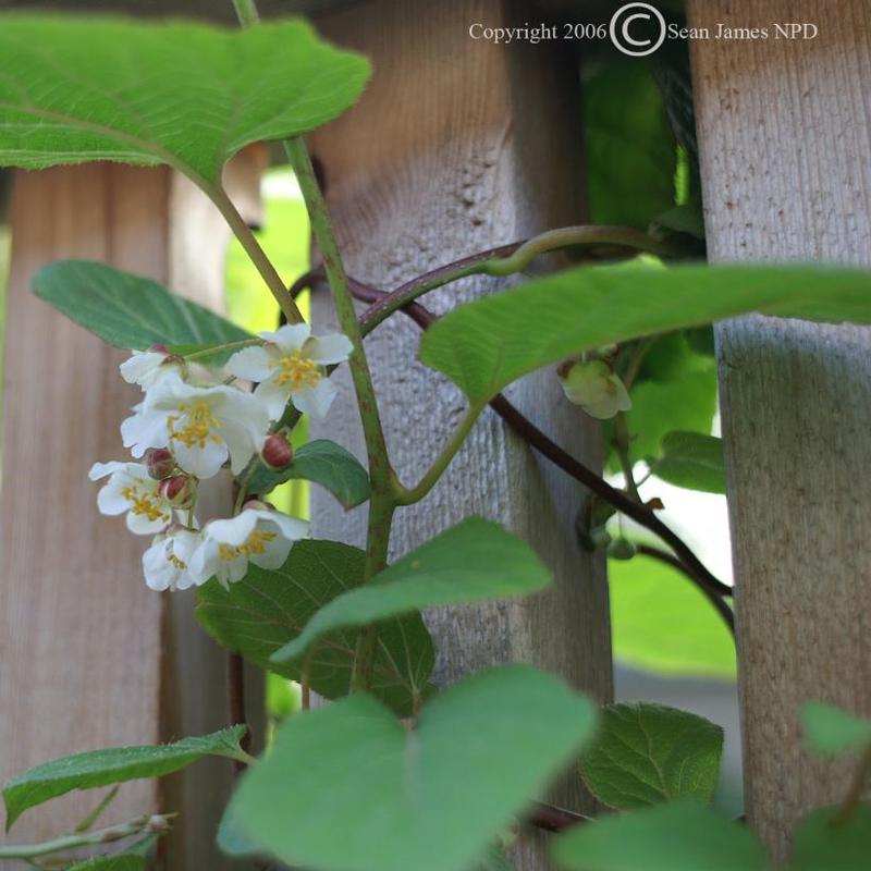 Actinidia arguta Issai