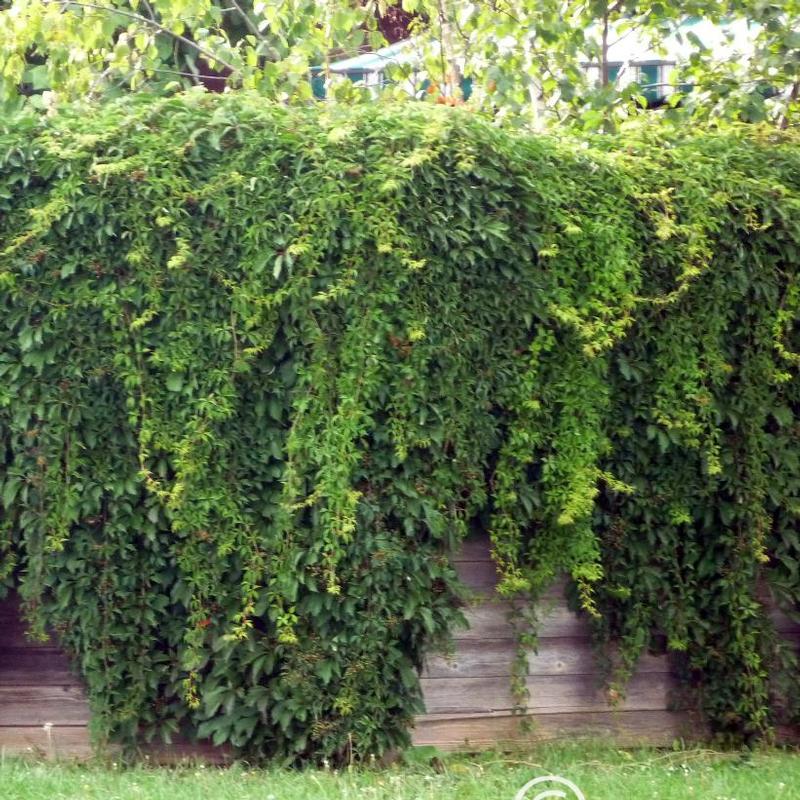 Parthenocissus quinquefolia 