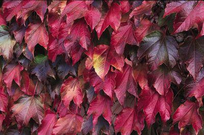 Parthenocissus tricuspidata Veitchii