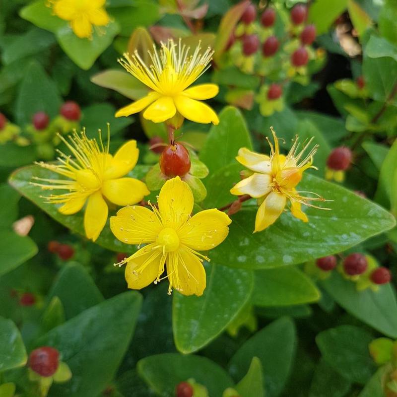 Hypericum inodorum 