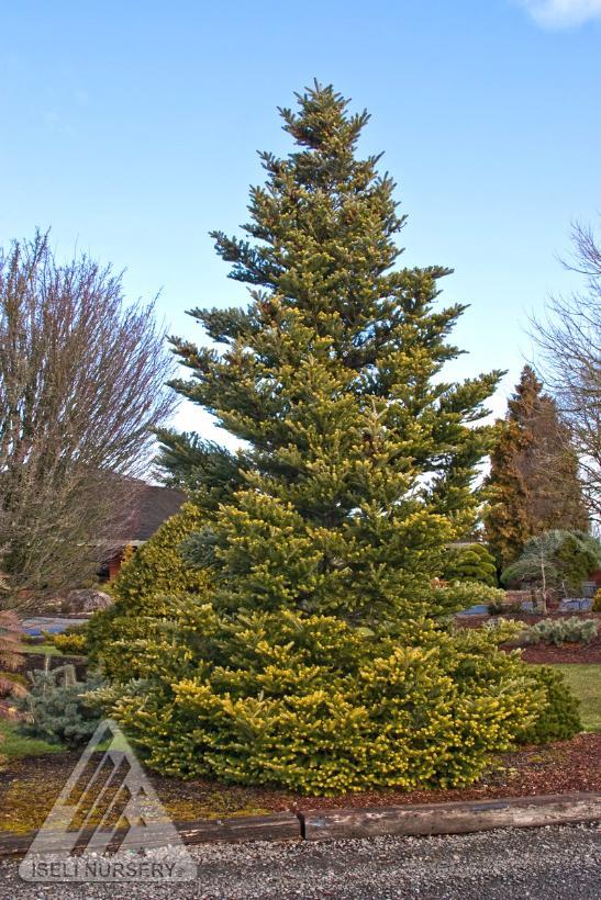 Abies koreana Aurea
