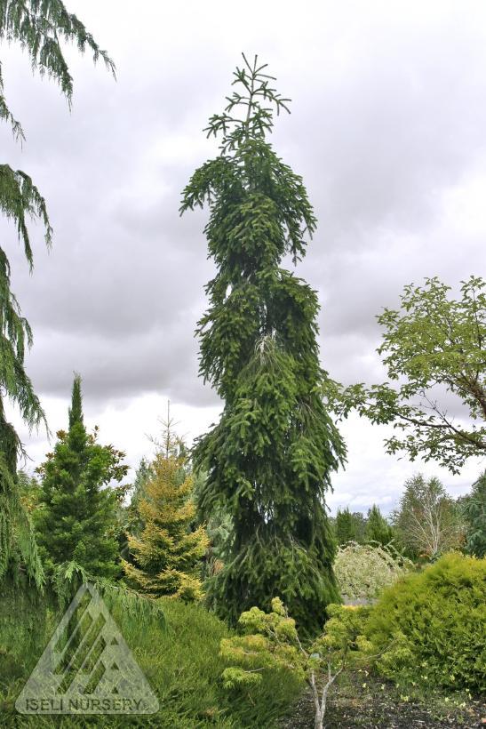 Abies alba Pendula