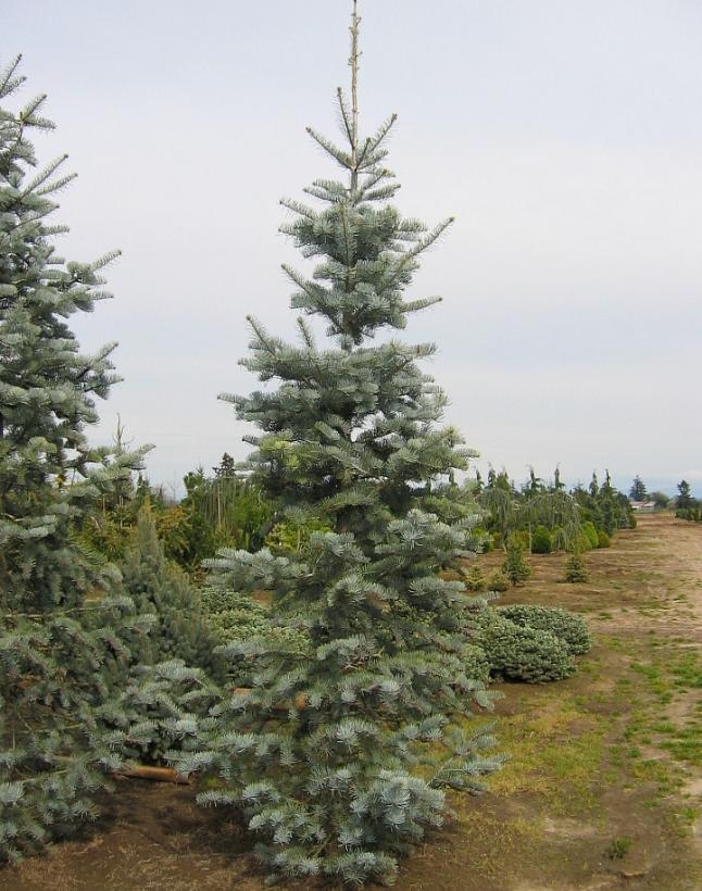 Abies concolor Candicans