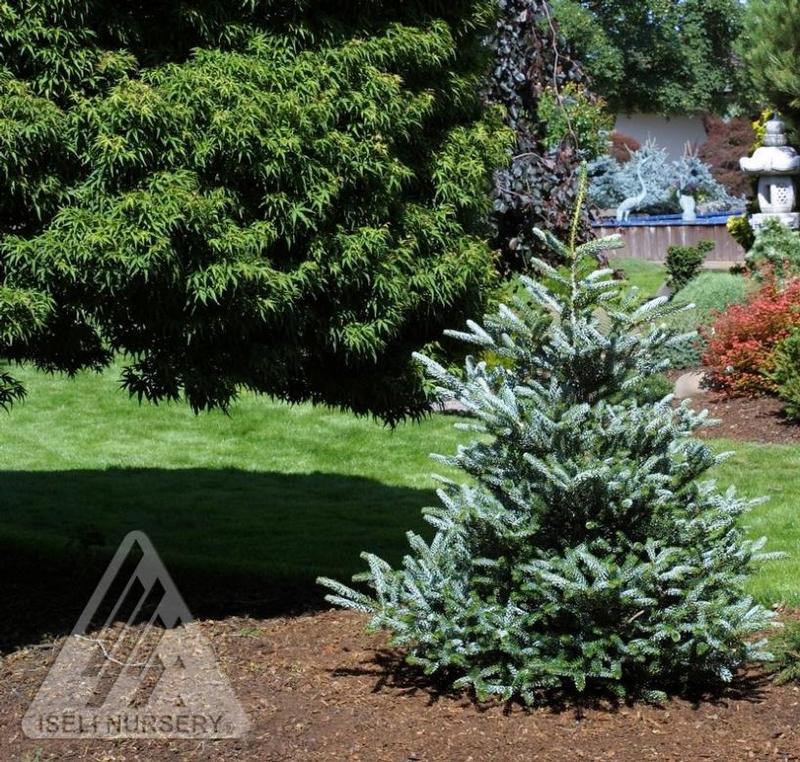Abies koreana Silberlocke