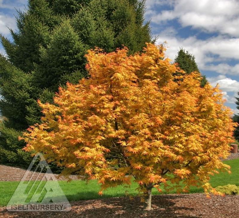Acer palmatum Orange Dream
