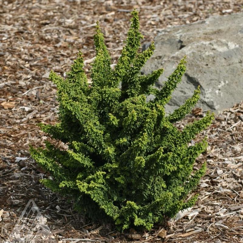 Chamaecyparis obtusa Chirimen