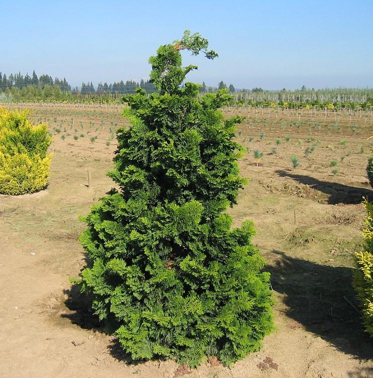 Chamaecyparis obtusa Compacta