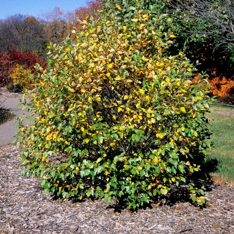 Betula nigra Little King