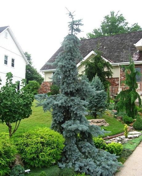Picea pungens Glauca Pendula