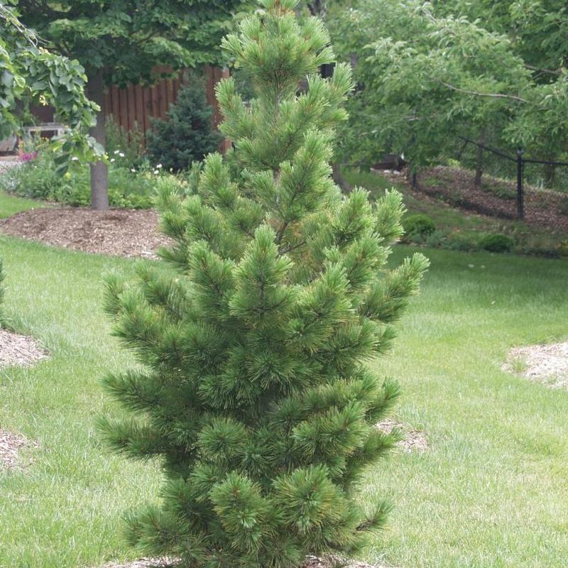 Pinus cembra Glauca