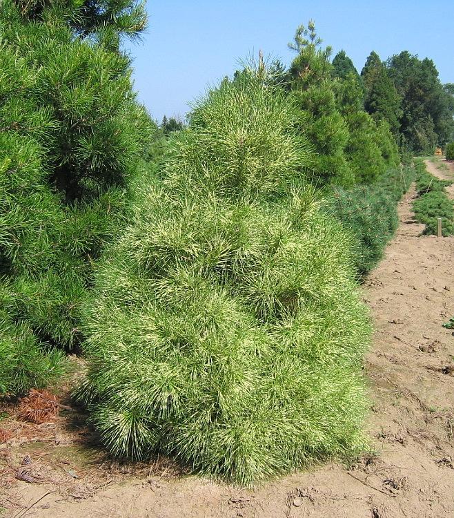 Pinus densiflora Golden Ghost