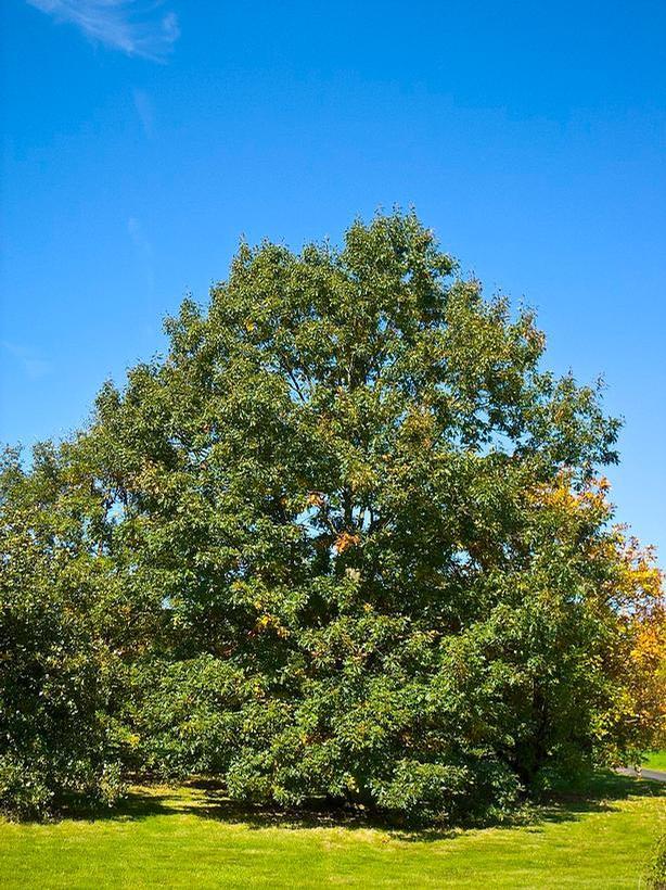 Quercus velutina 