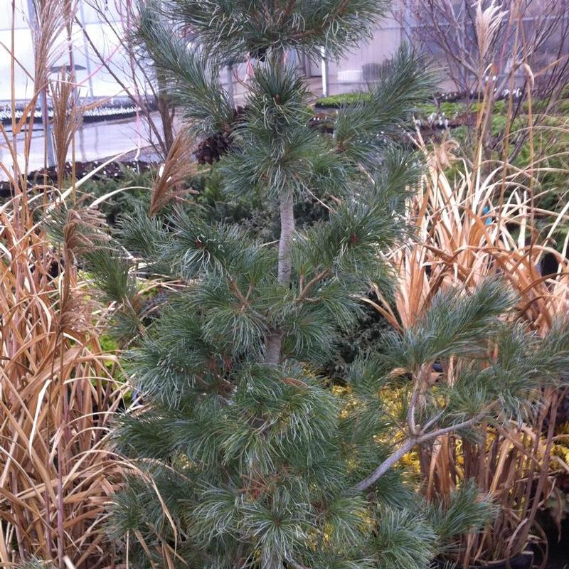 Pinus parviflora Blauer Engel
