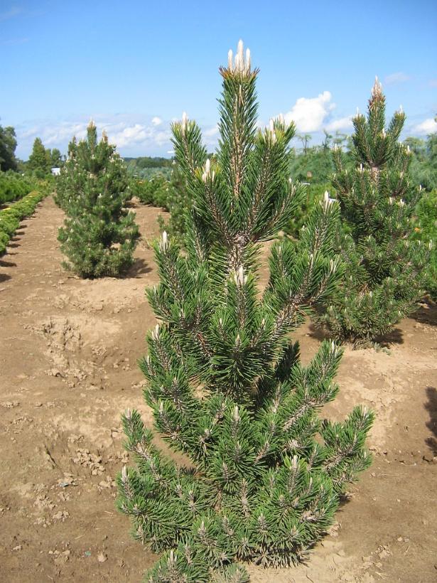 Pinus thunbergii Kotobuki