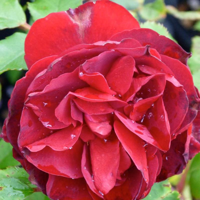 Rosa Parkland Hope for Humanity