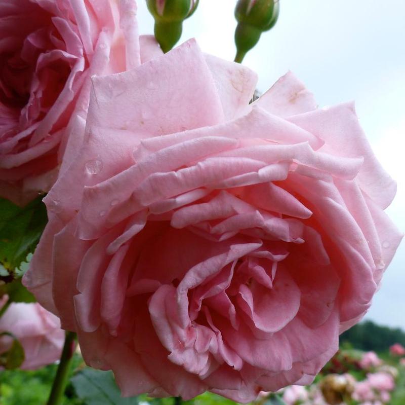Rosa Coral Dawn