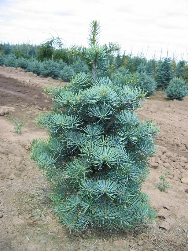 Abies concolor Compacta
