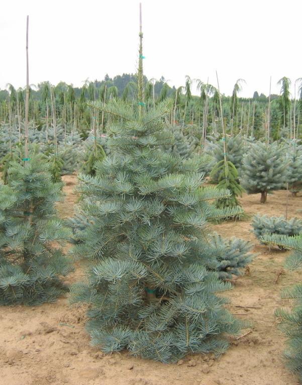 Abies concolor Select