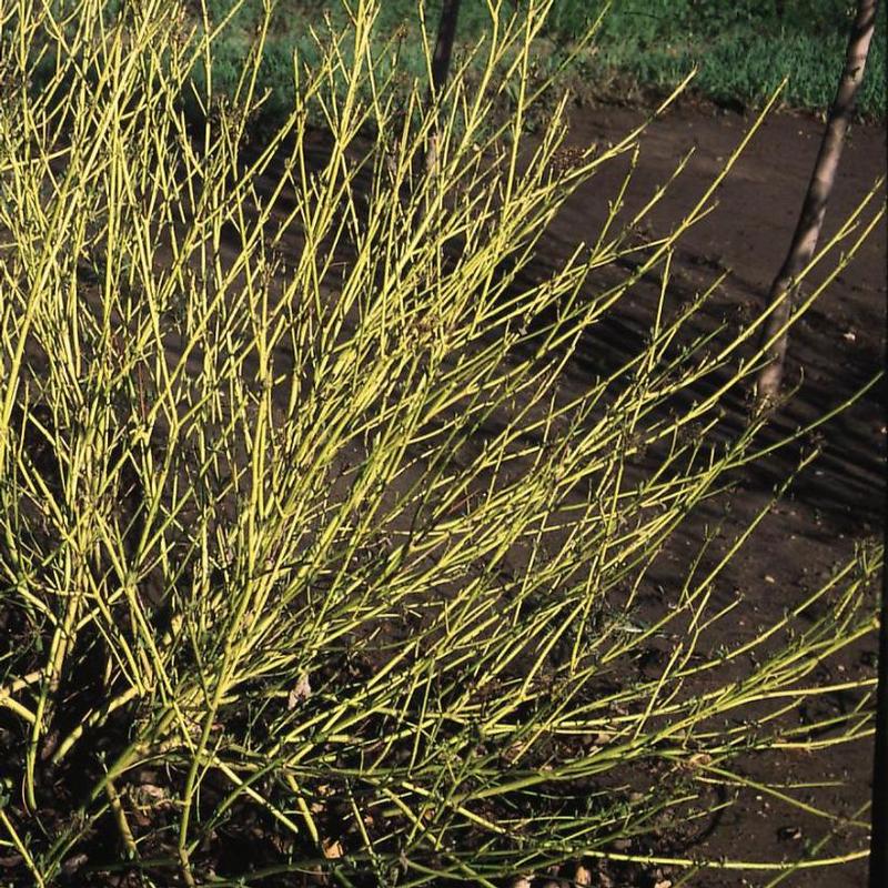 Cornus alba Bud's Yellow