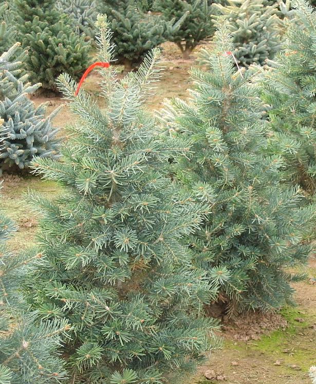Abies concolor Conica